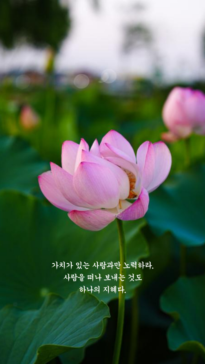 카지노 쿠폰