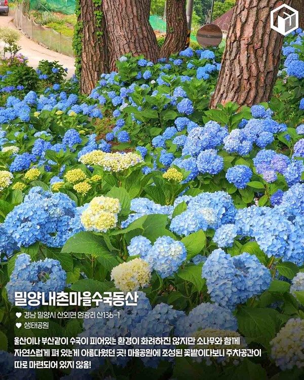 밀양 여행 필수 코스 BEST 9 (+수국 명소)