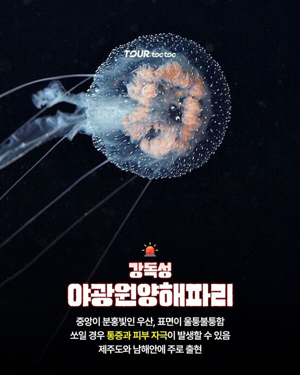 여름 바다에서 주의해야 할 한국 해파리 10종 정리