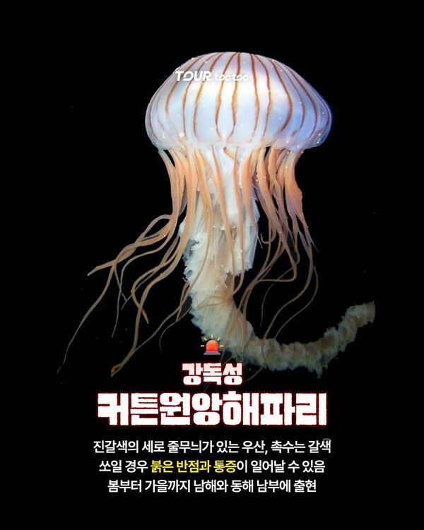 여름 바다에서 주의해야 할 한국 해파리 10종 정리