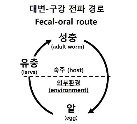 기생충 제국 -기생충의 분류체계 (5) 연충류2-개요2