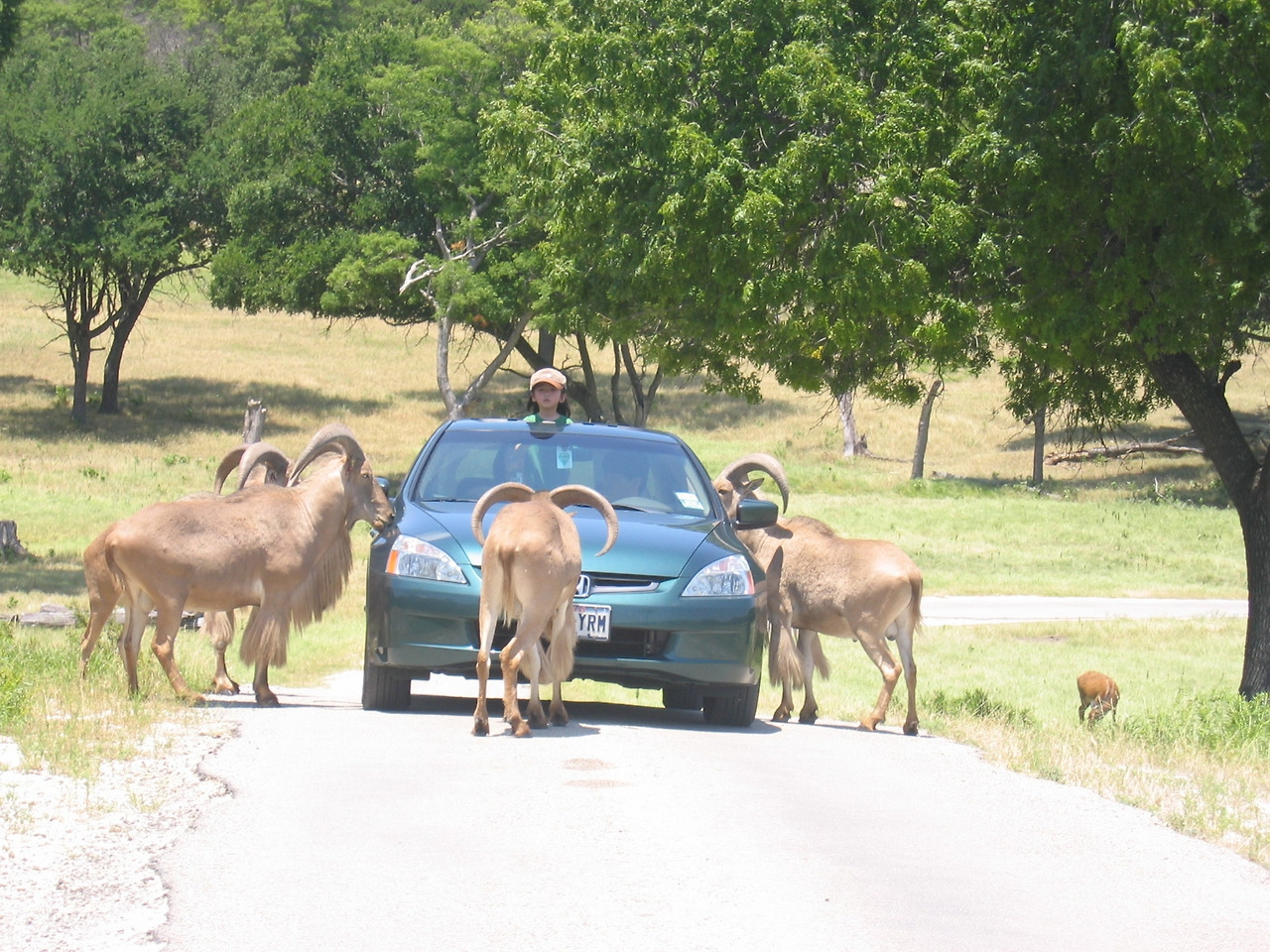 Glen Rose의 Fossil Rim 이야기