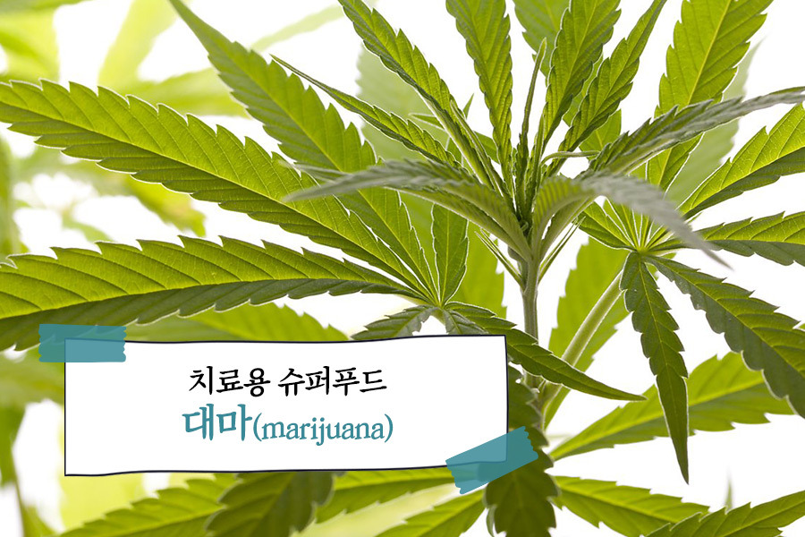 영풍 석포제련소가 위치한 경북의 국내 유일의 대마재배지