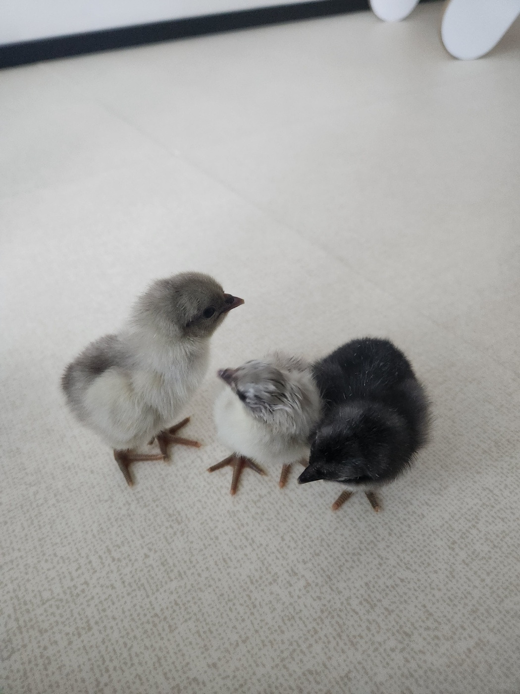 카지노 게임