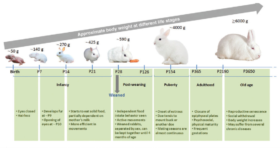 [수의사가 보는 동물 캐릭터] 토심이와 토뭉이