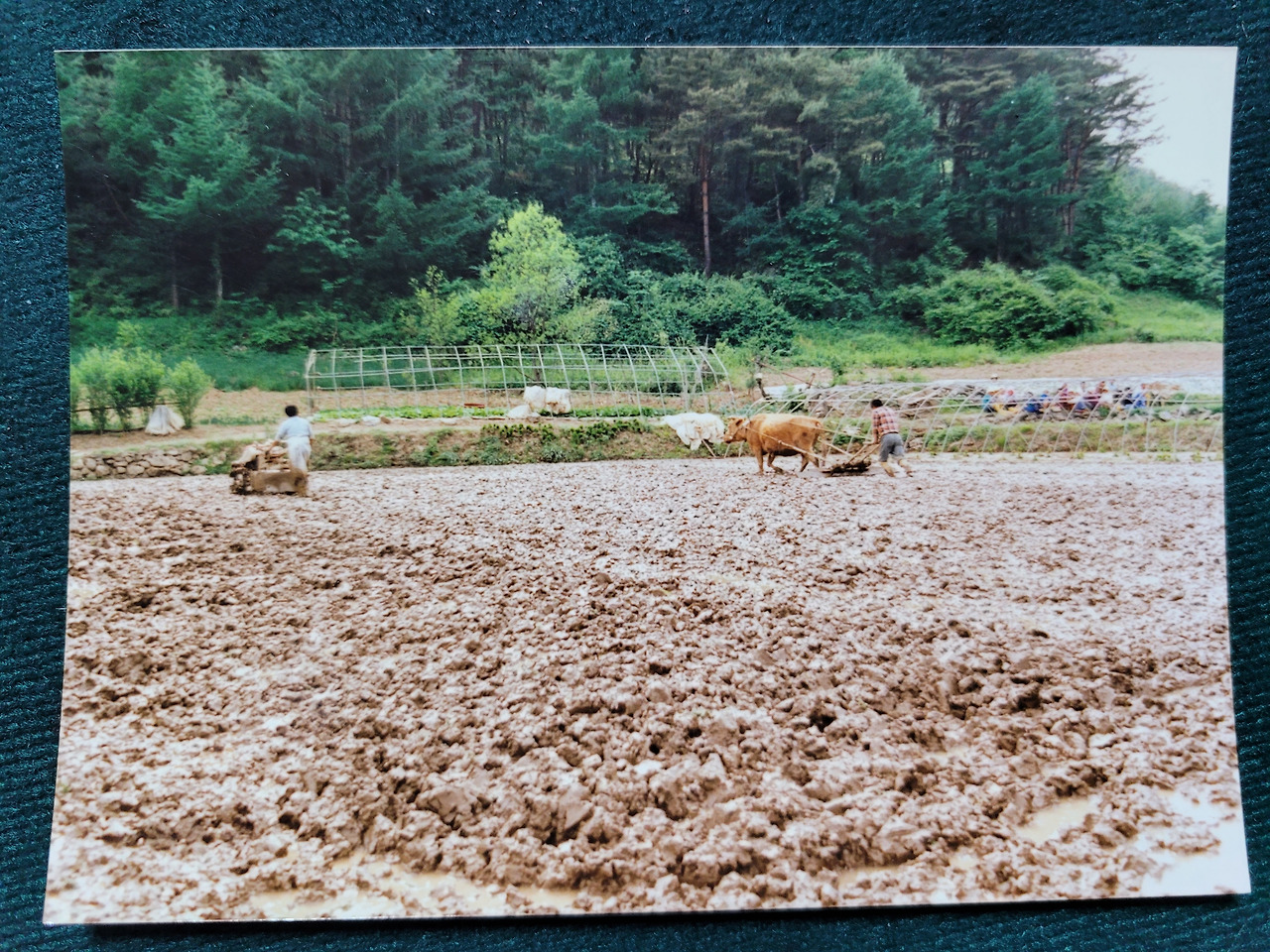 에볼루션 바카라 사이트