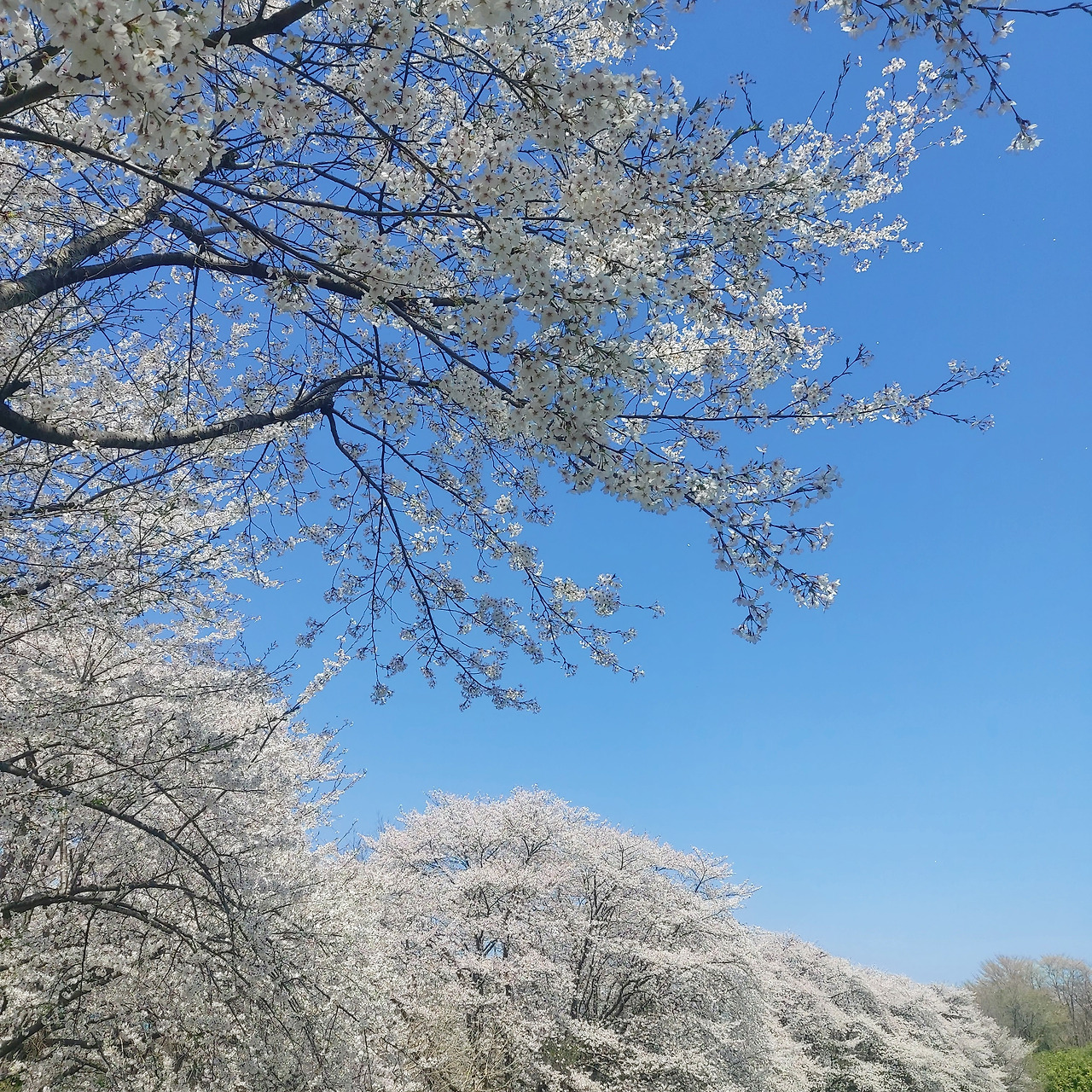 카지노 게임 사이트