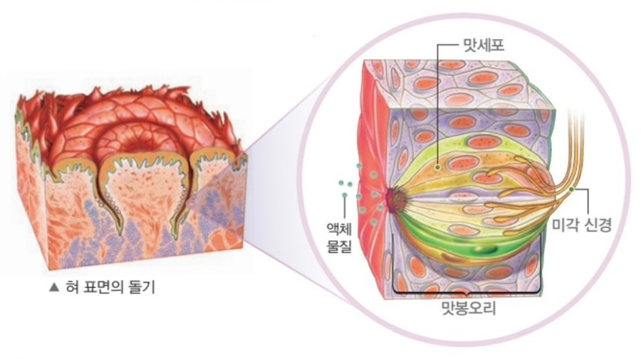 멸치똥을 까며