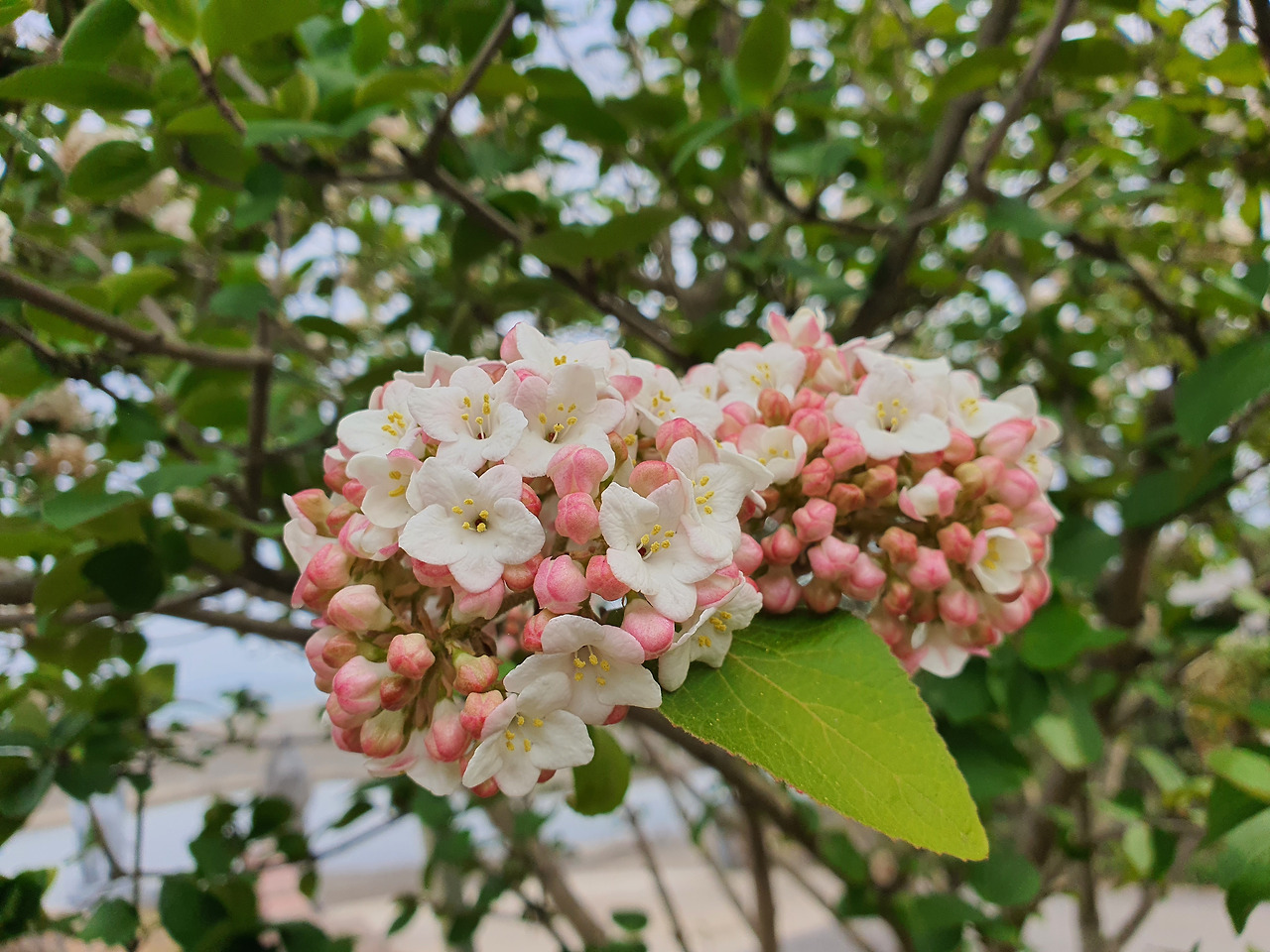강변 나무