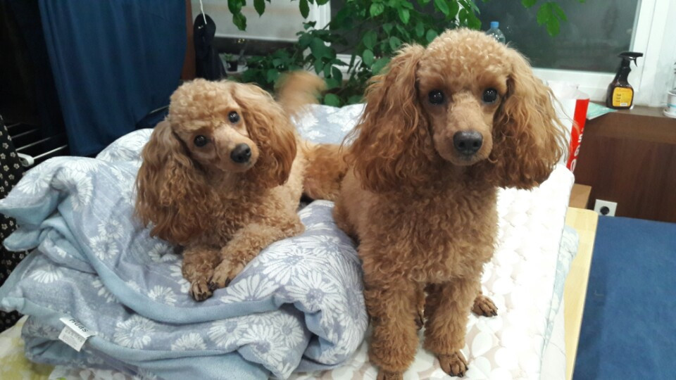 카지노 쿠폰