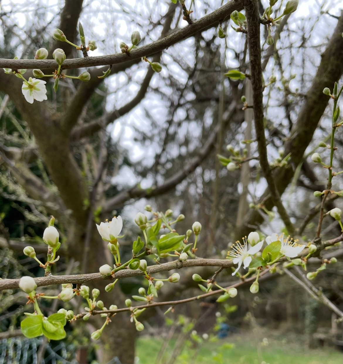 Whispers of Spring