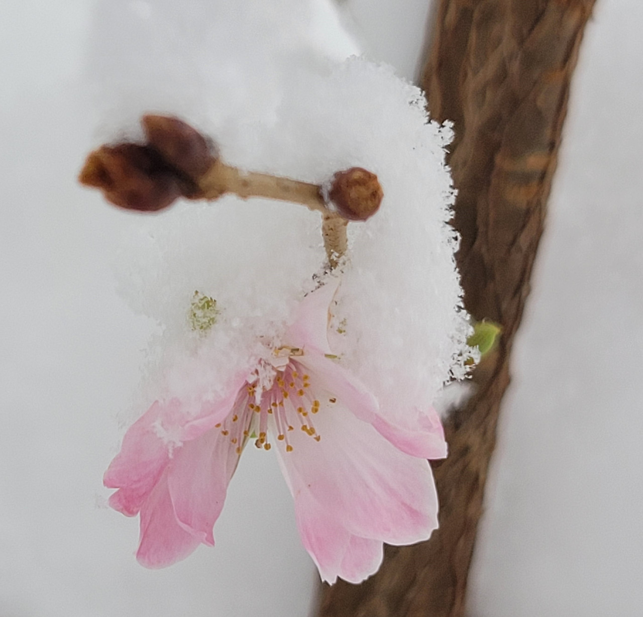 춘추 벚꽃
