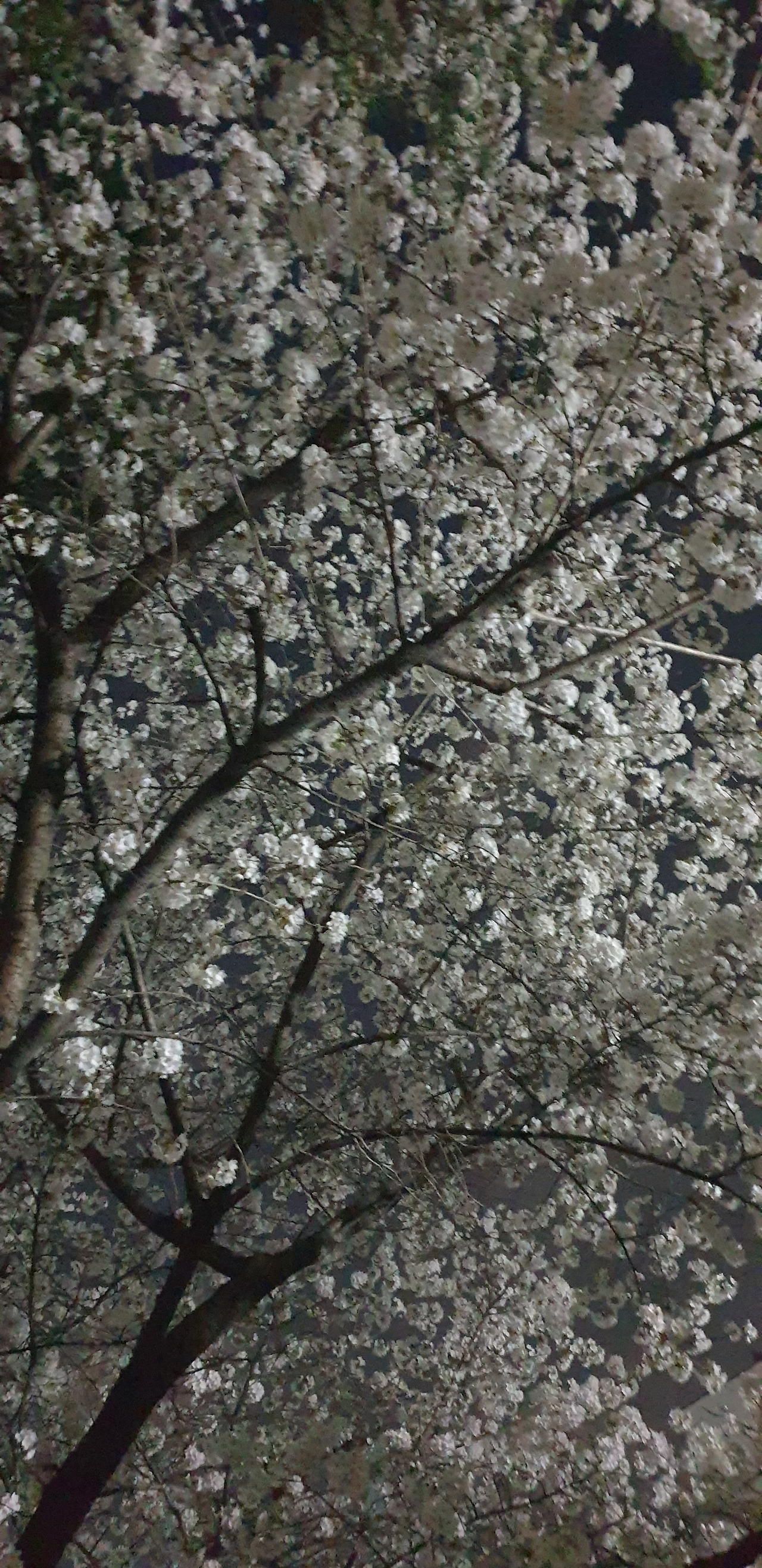 카지노 쿠폰