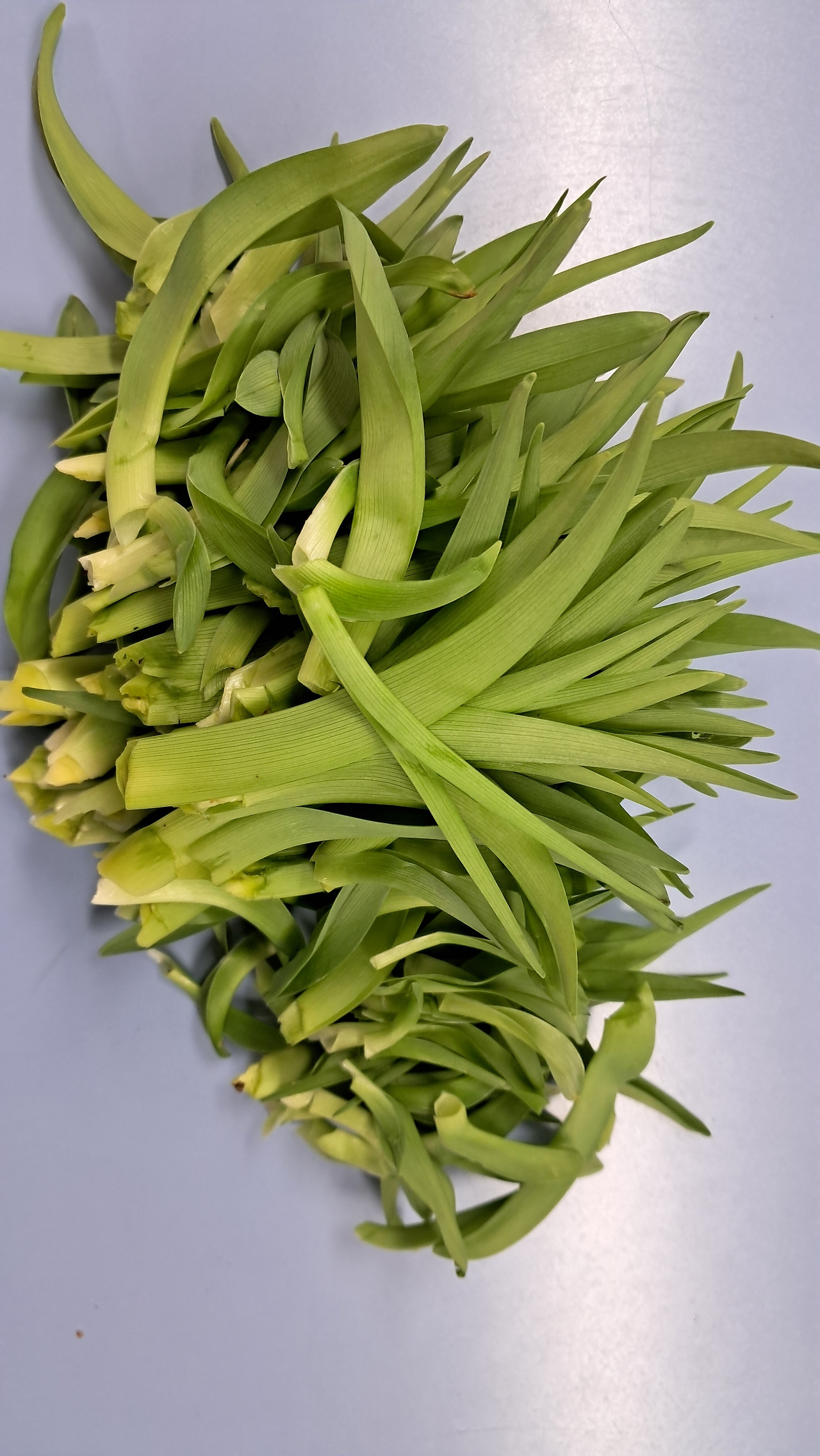 카지노 게임 사이트
