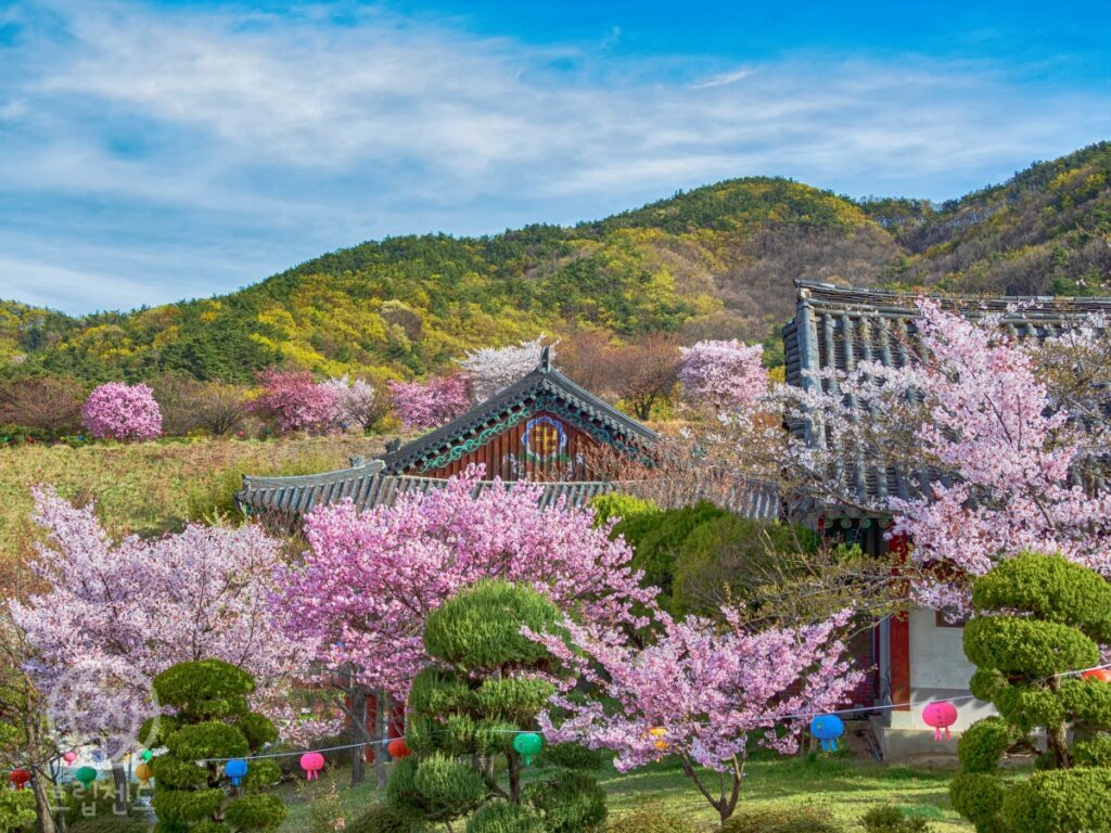 햇살과 꽃이 만든 풍경, 봄날의 꽃 명소를 걷다