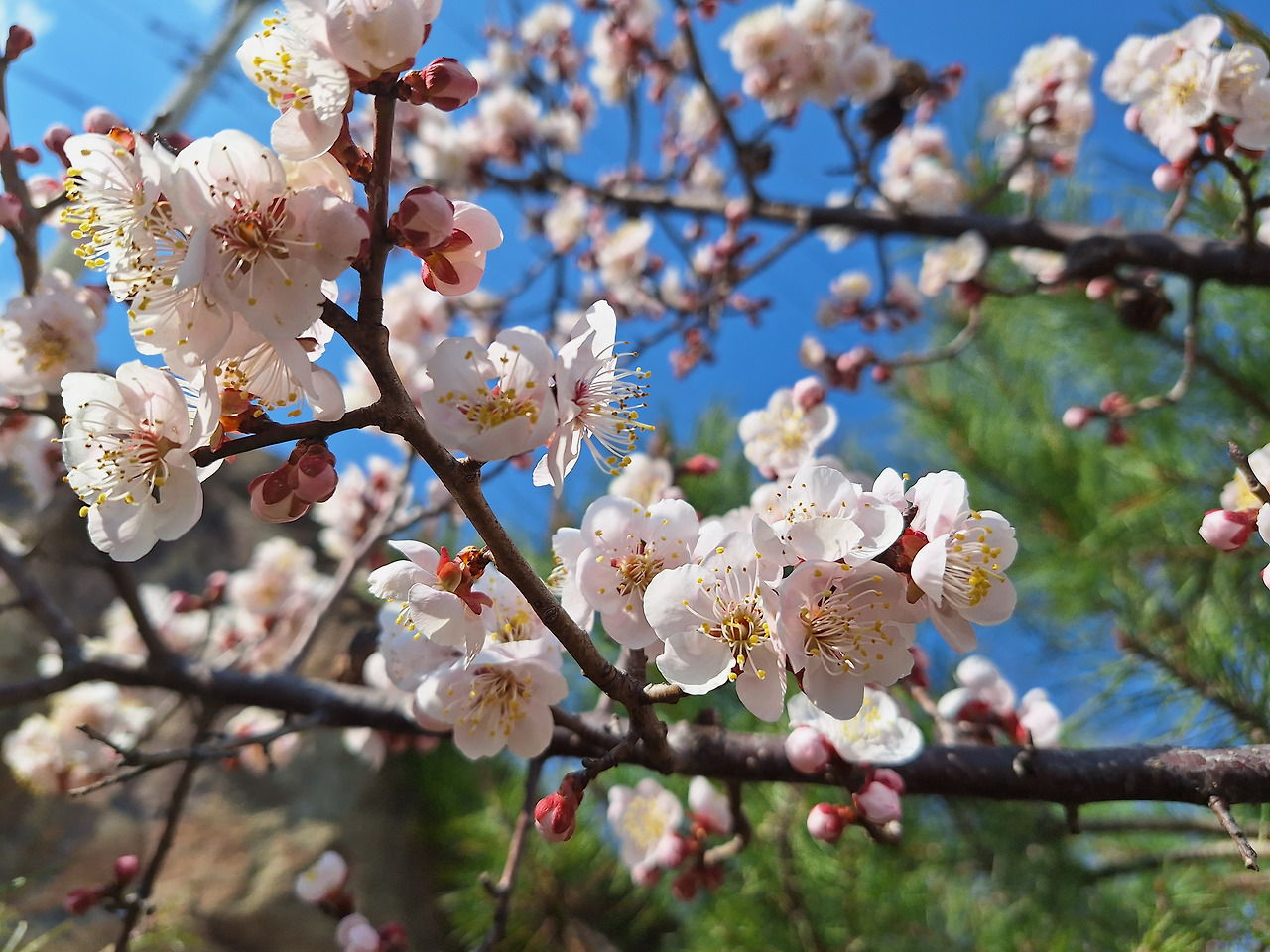 매화(梅花)