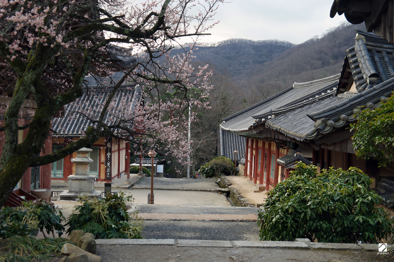 순천 선암사