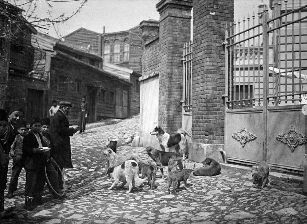 istanbul-dog-massacre-1.png