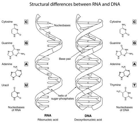 structural-differences-between-rna-and-dna-coloring-pages.png