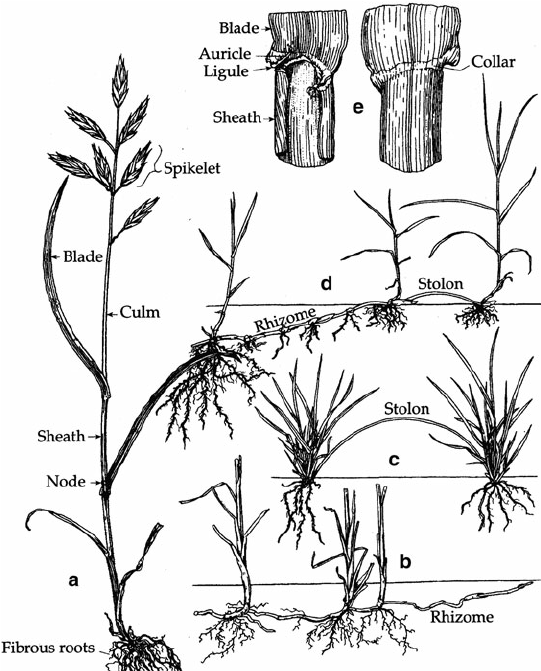 Structure-of-the-grass-plant-a-General-habit-Bromus-unioloides-b-rhizomes.png