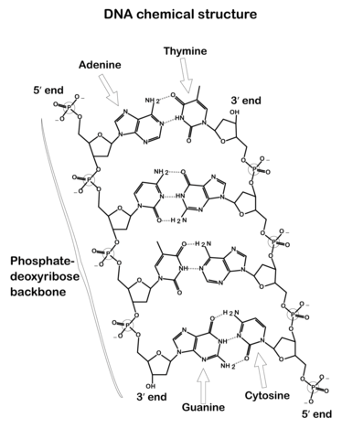dna-chemical-structure-coloring-pages.png