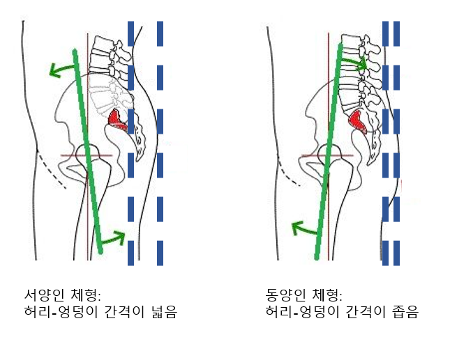 서양인 체형.png