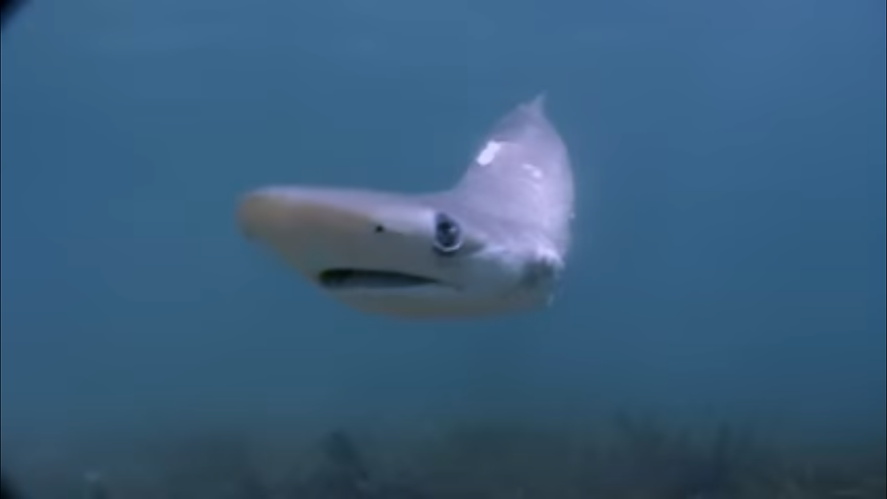 finless_shark.png