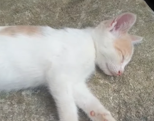 스크린샷 2025-11-29 111622.png