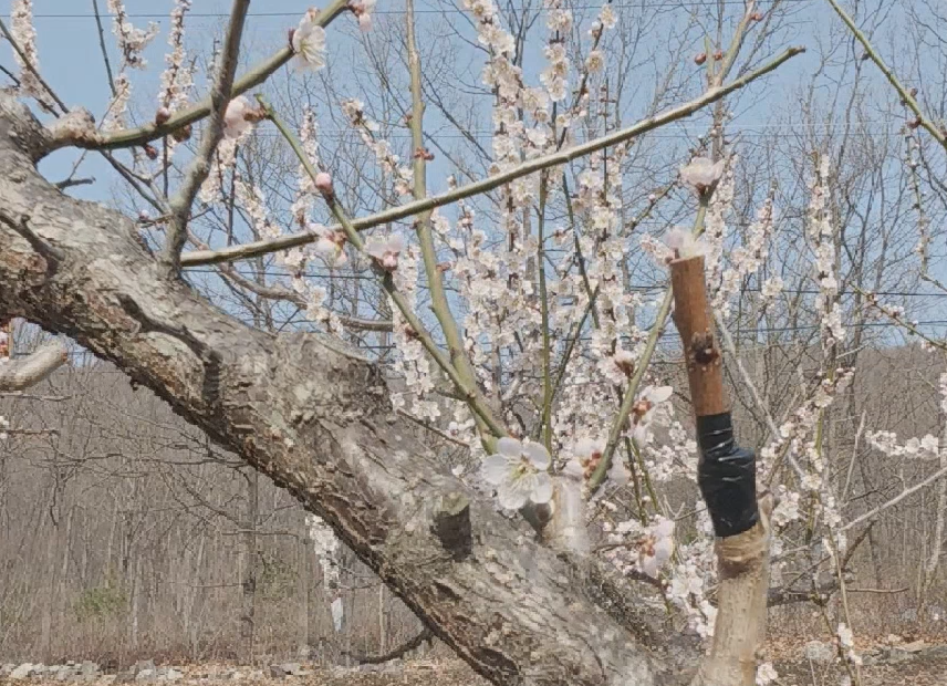 복숭아 자두 접붙이기.png