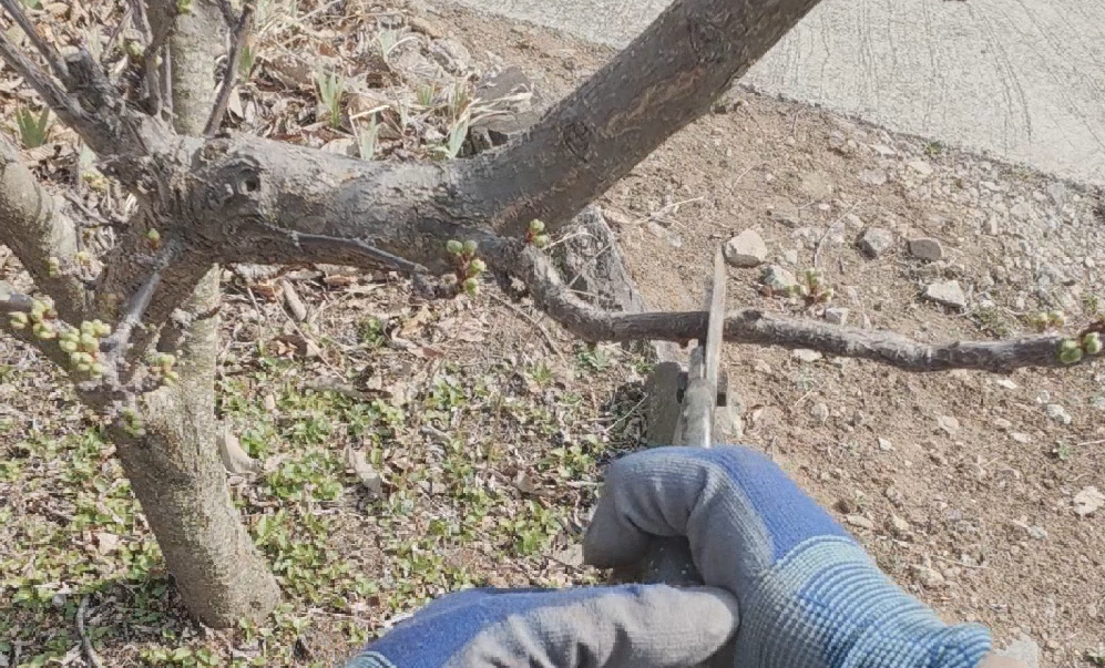 복숭아 자두.png