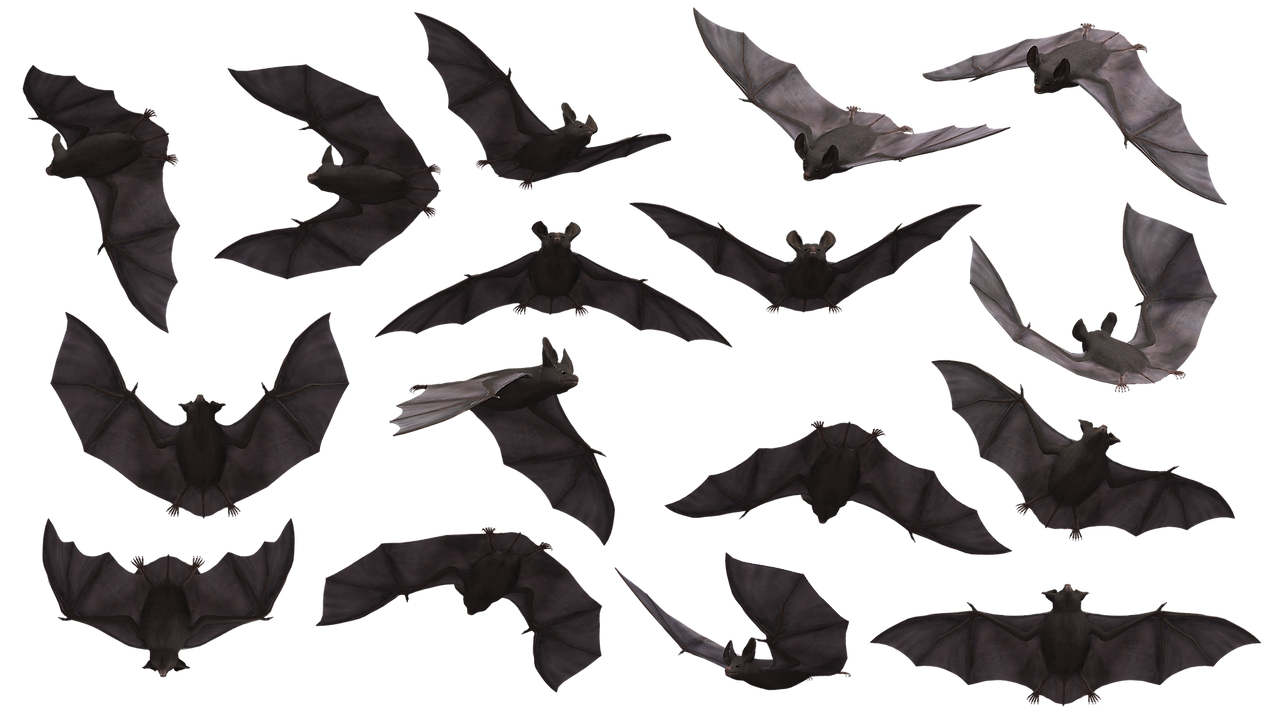 bat-3369882_1920.png