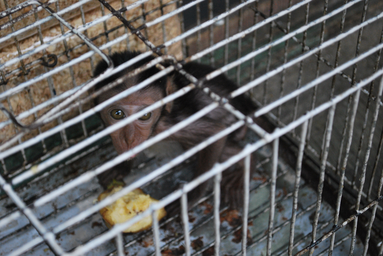 Wildlife_trade_-_scared_baby_monkey.png