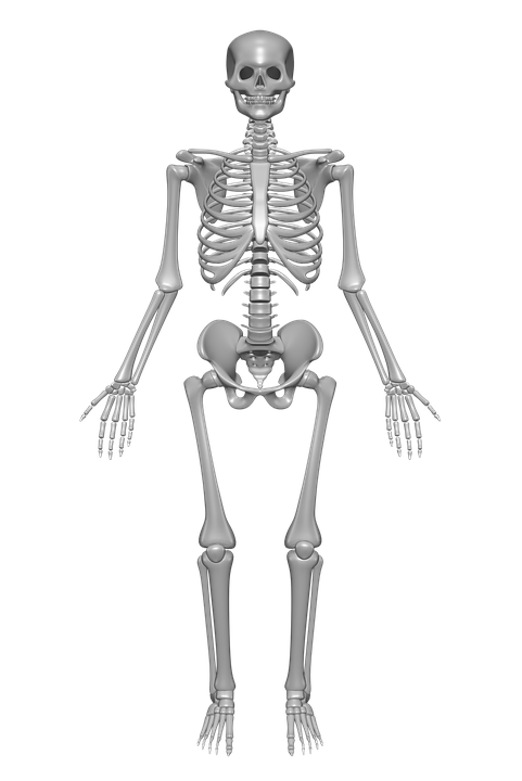 human-skeleton-1158318_960_720[1].png