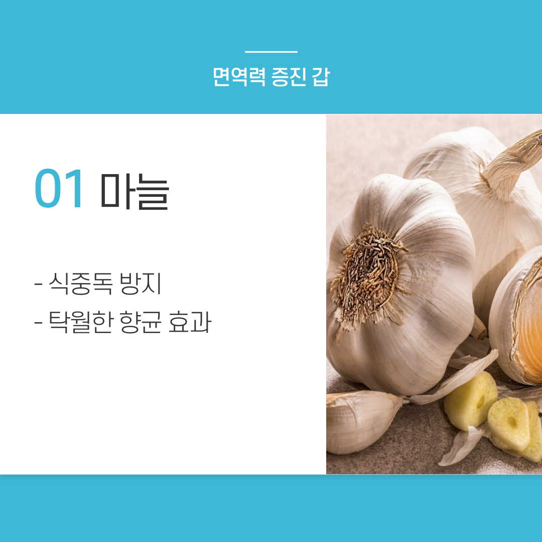 사진1-마늘.png