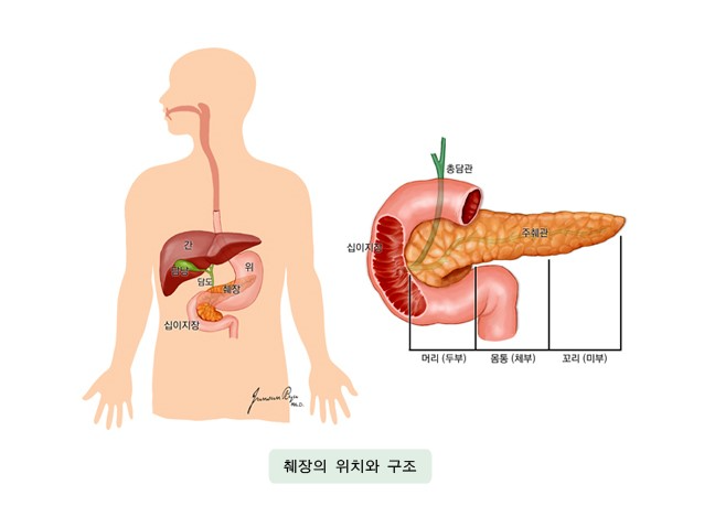 췌장.png