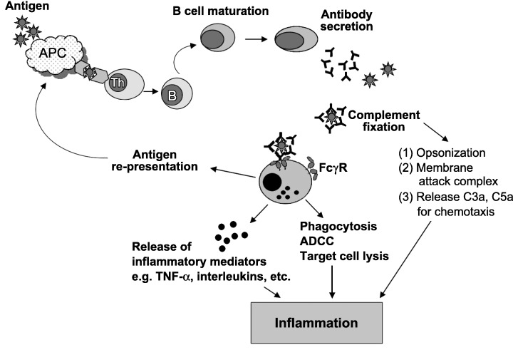 Mechanisms-of-antigen-antibody-interaction-leading-to-inflammation-Antigen-antibody.png