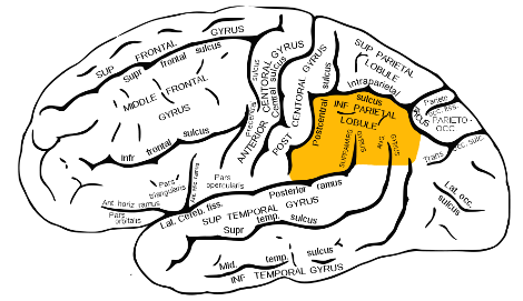Gray726_inferior_parietal_lobule.png