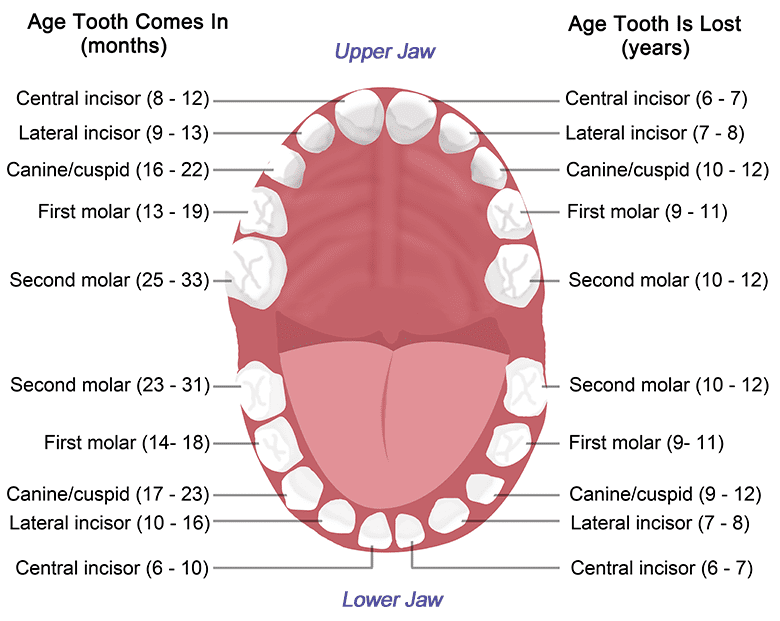 Childrens-Teeth-Anatomy_Web.png