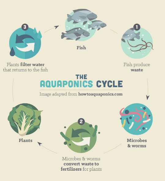 auqaponics_cycle.png