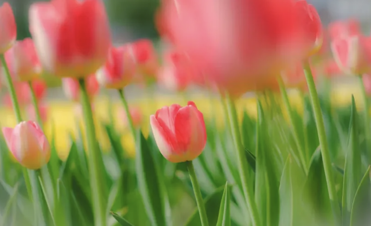 Screenshot 2025-04-22 at 5.21.27 PM.png