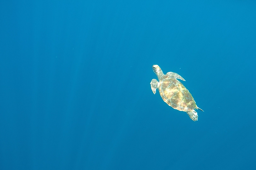 Gili-Air-turtle.png