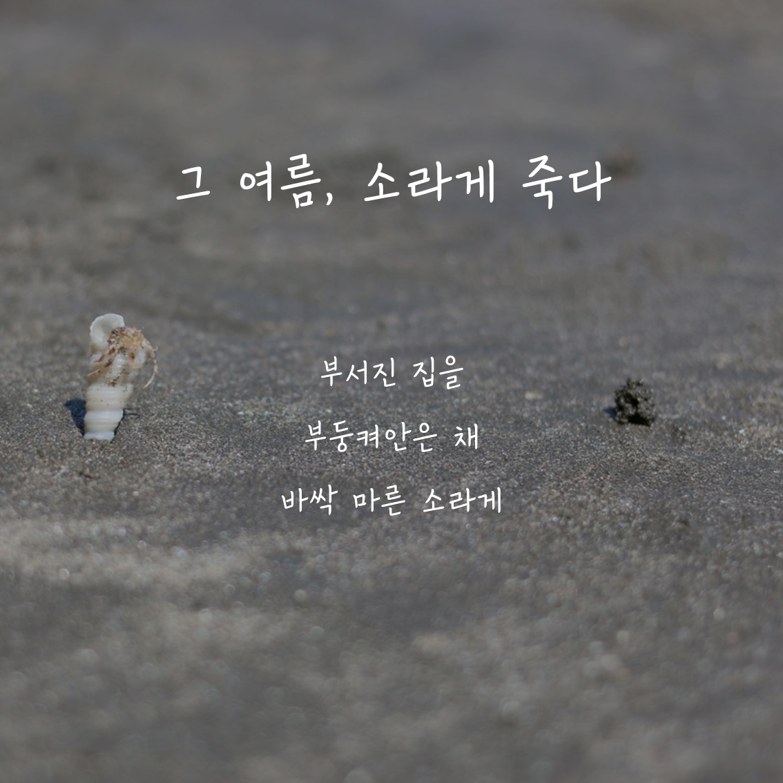 그 여름, 소라게 죽다.png