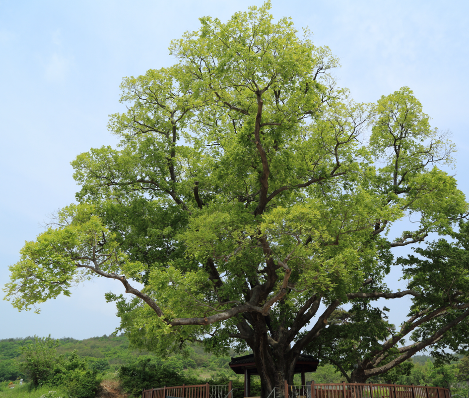 두모리 팽나무.png