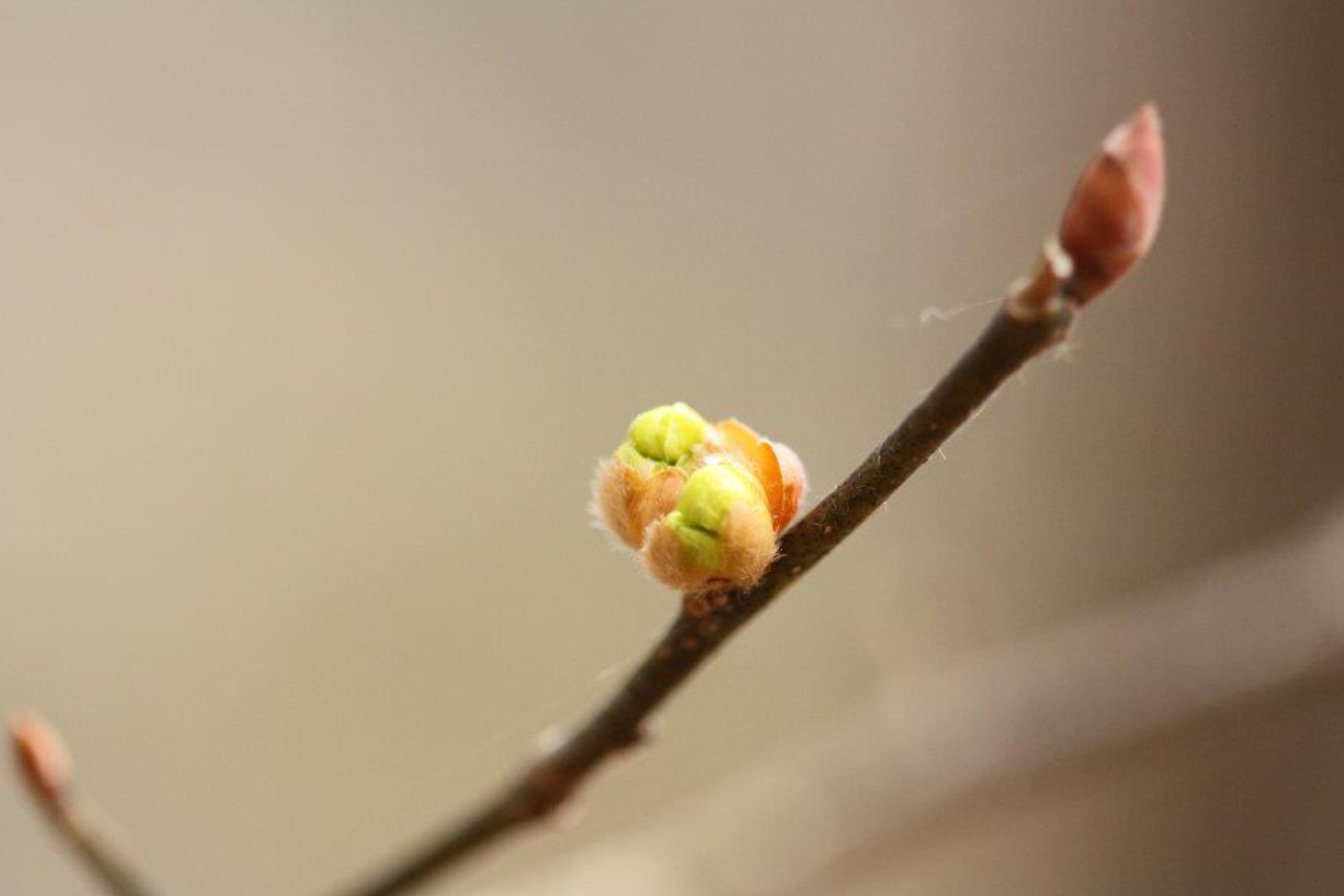 고로쇠 수액은 잎사귀가 되어야 한다