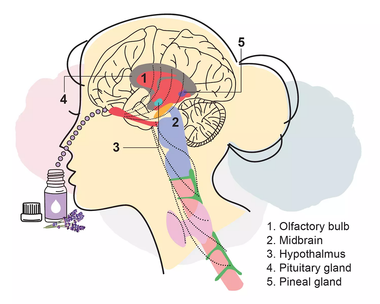 후각 기능 .png