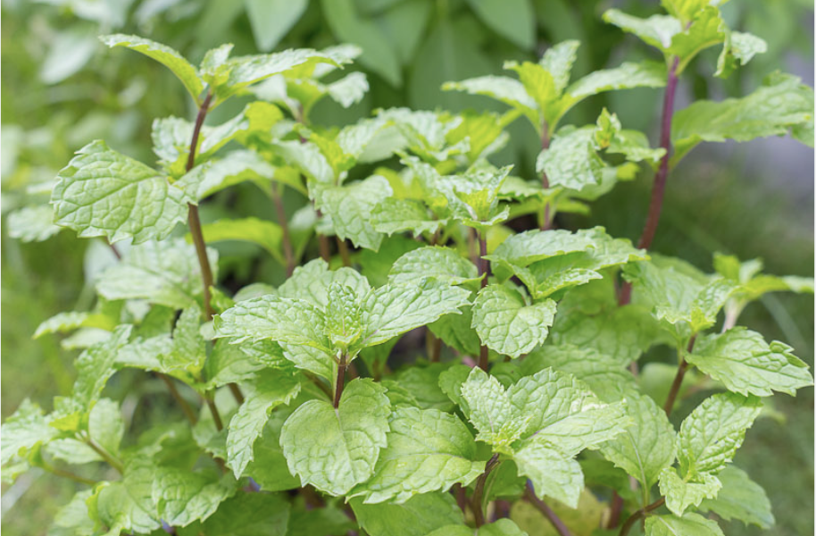 스크린샷 2025-08-12 오후 10.01.42.png