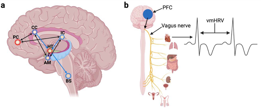 Prefrontally-modulated-vagal-tone-a-Simplified-illustration-of-the-neurovisceral.png