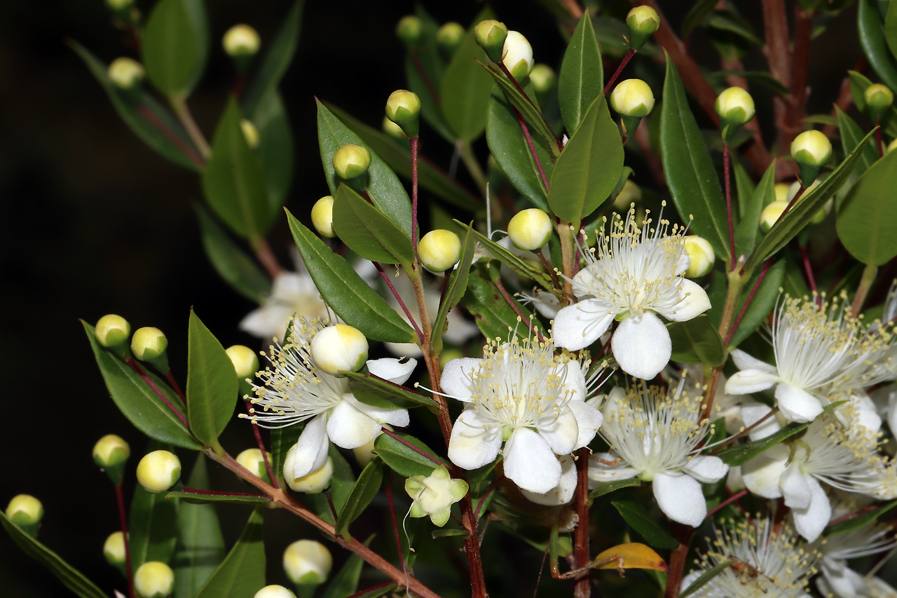 Myrtus_communis_L._subsp._communis_-_52505075873.png