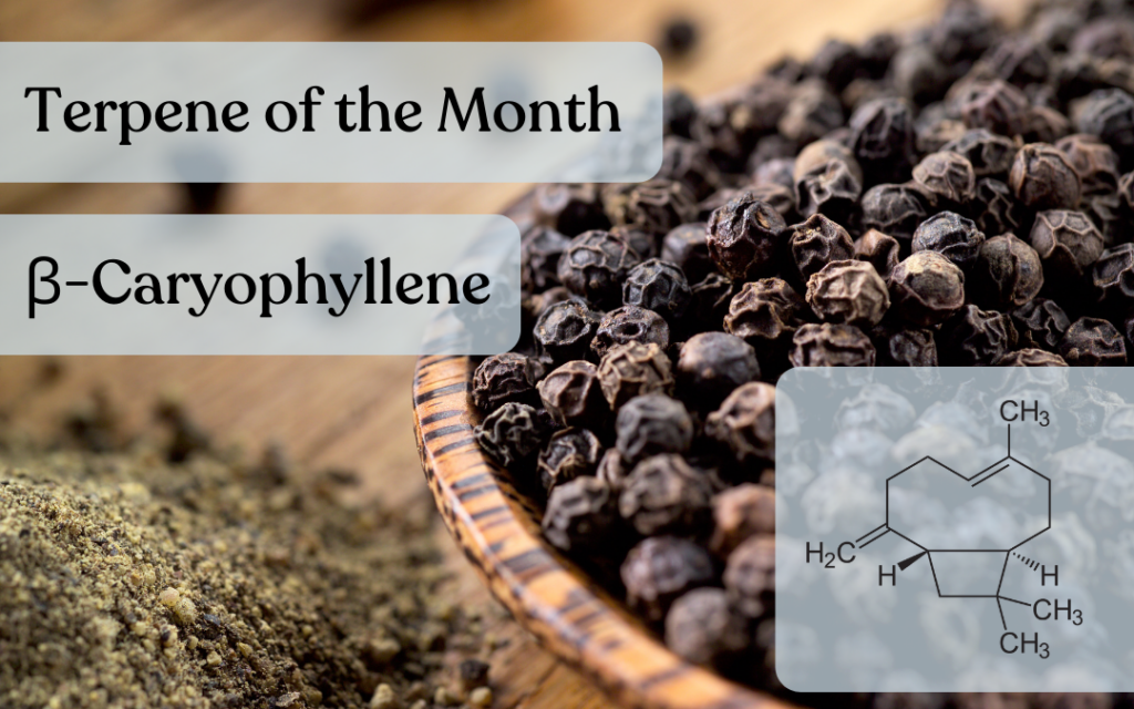 Terpene-of-the-Month-Caryophyllene-1024x640-1.png