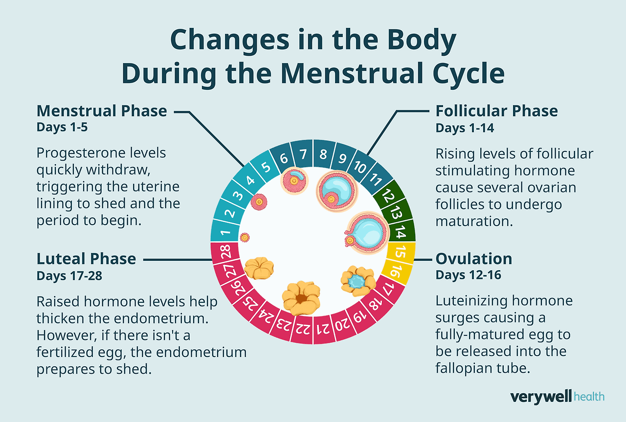 the-menstrual-cycle-3520919-TEXT-FINAL-1-1-d28f721ef9c34f93ac97b55b09114e10.png